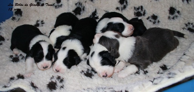 du val de l'auguis - Les Bébés de Gladys et Tom ont 15 jours