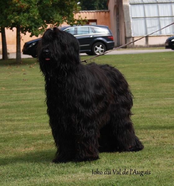 Iokko du val de l'auguis