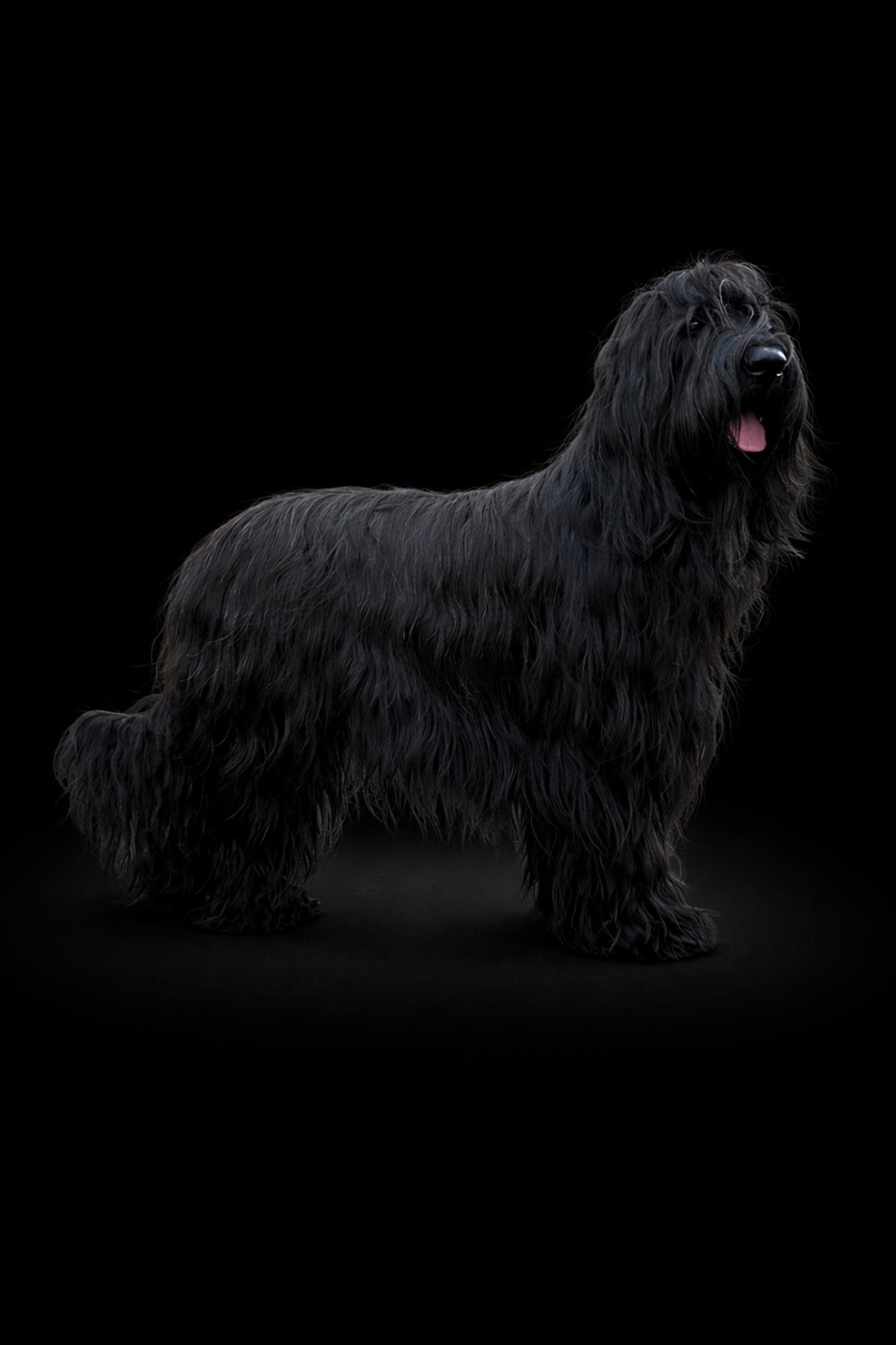 Exposition Canine Paris Dog Show 2026