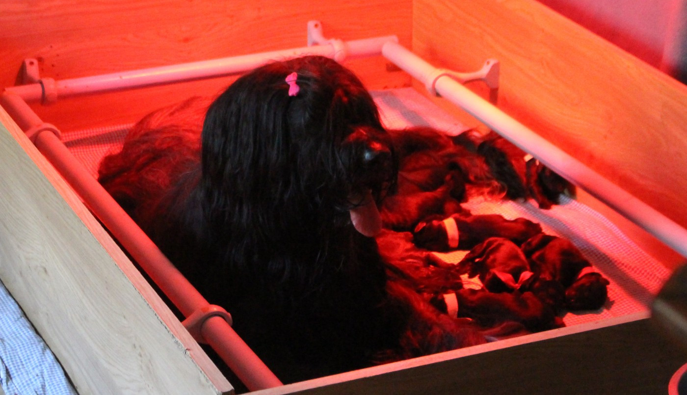 Nos Petites Bouilles ont une semaine