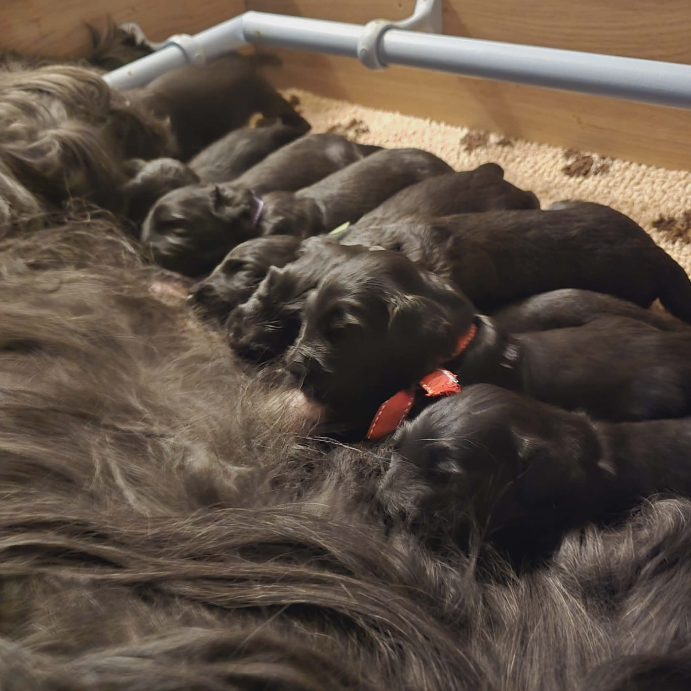 3 Semaines pour les Bouilles à Bisous