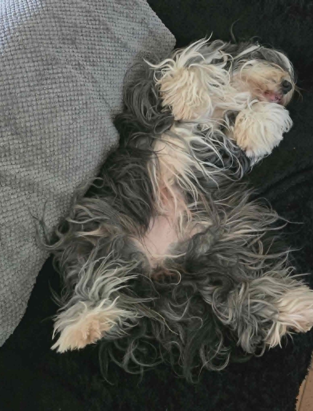 Nous avons arrêté l'élevage de Bearded Collie en 2020