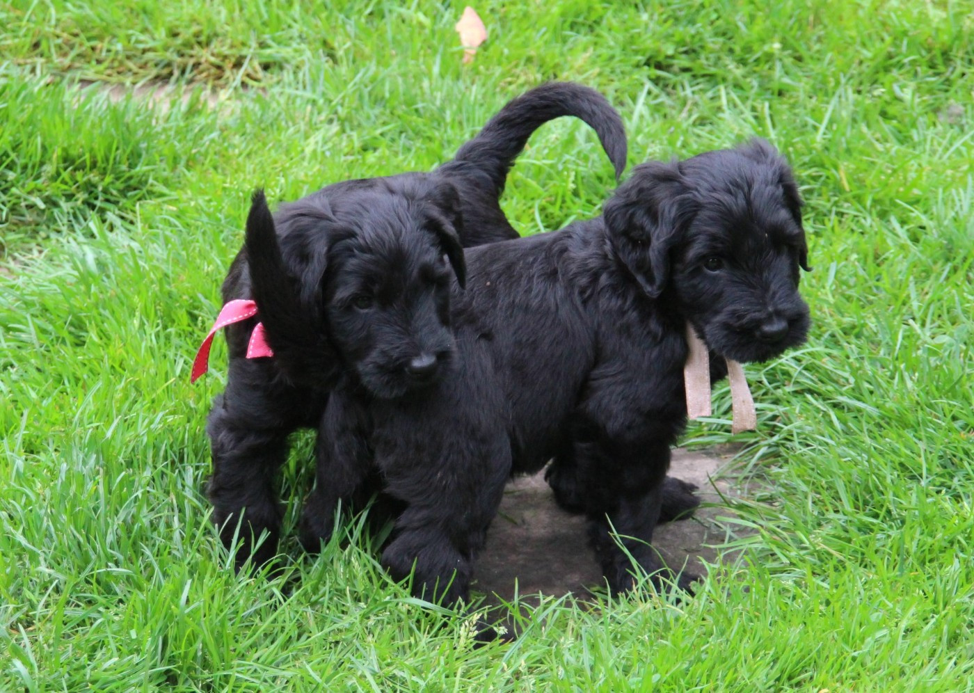6ème semaine des Bouilles à Bisous
