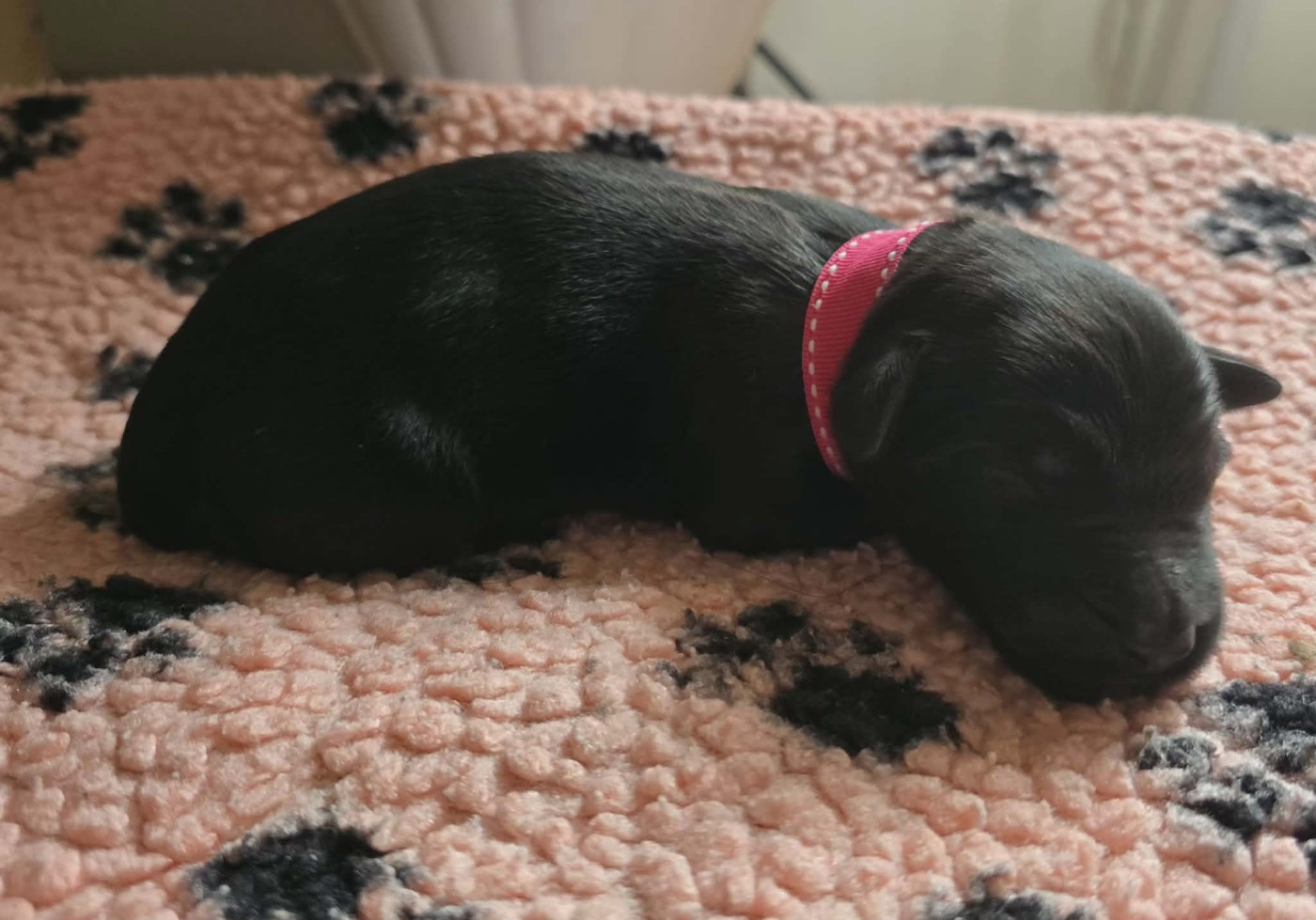 du val de l'auguis - Chiots disponibles - Berger de Brie