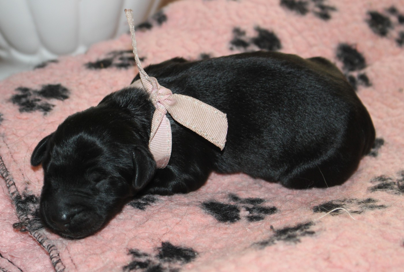 du val de l'auguis - Chiots disponibles - Berger de Brie