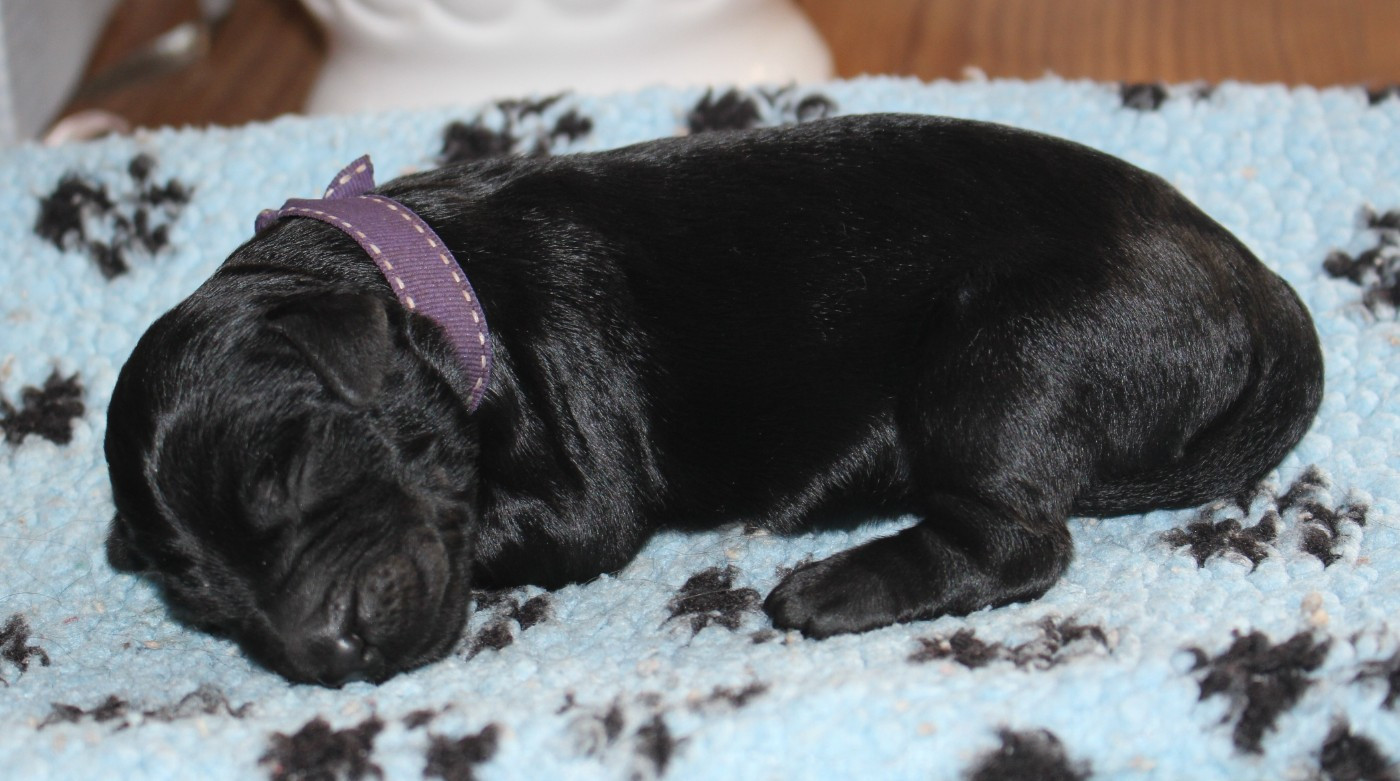 du val de l'auguis - Chiots disponibles - Berger de Brie