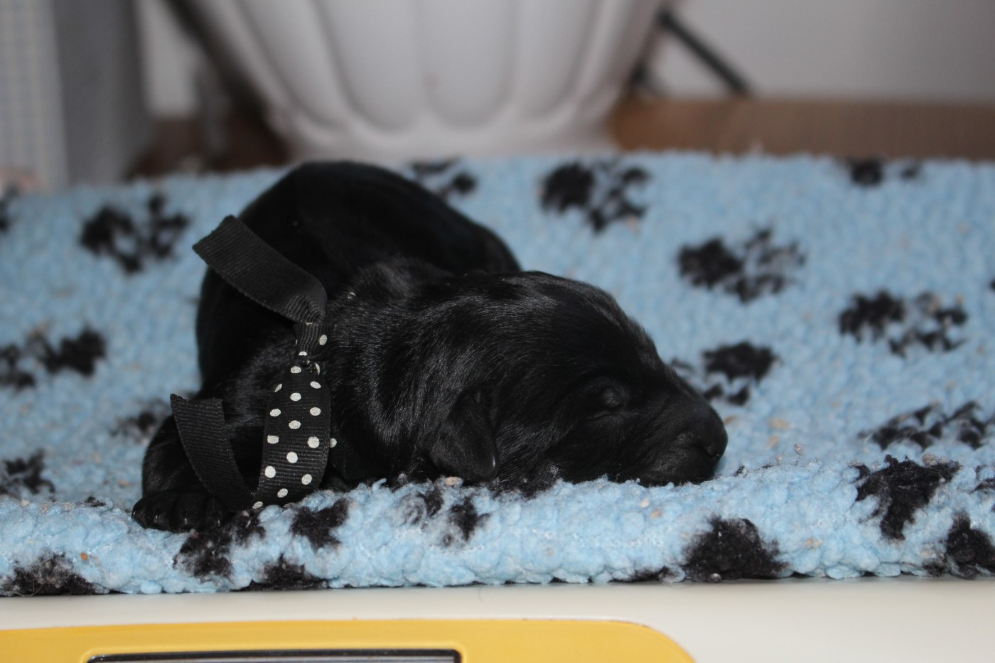 du val de l'auguis - Chiots disponibles - Berger de Brie