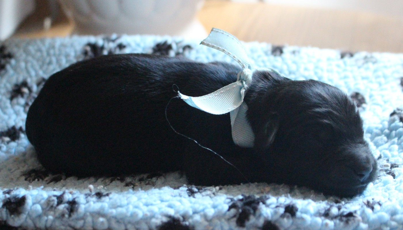 du val de l'auguis - Chiots disponibles - Berger de Brie