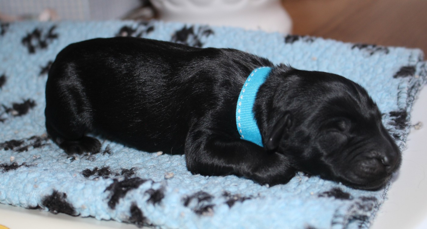 du val de l'auguis - Chiots disponibles - Berger de Brie