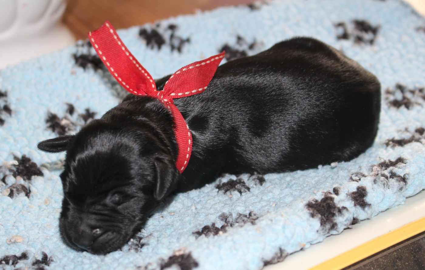 du val de l'auguis - Chiots disponibles - Berger de Brie