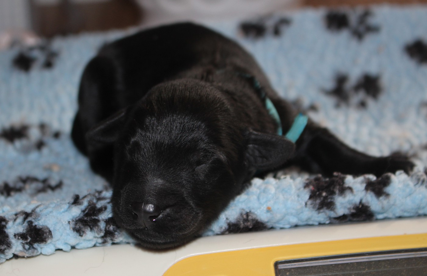 du val de l'auguis - Chiots disponibles - Berger de Brie