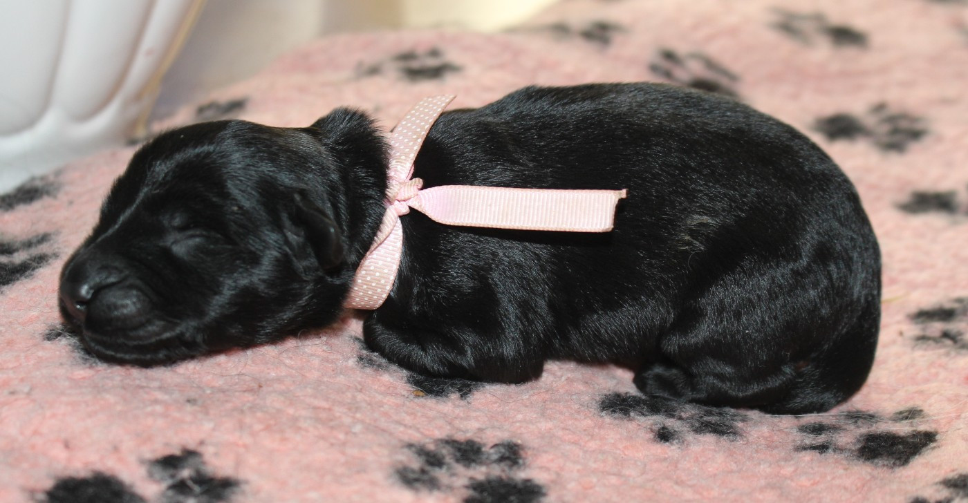 du val de l'auguis - Chiots disponibles - Berger de Brie