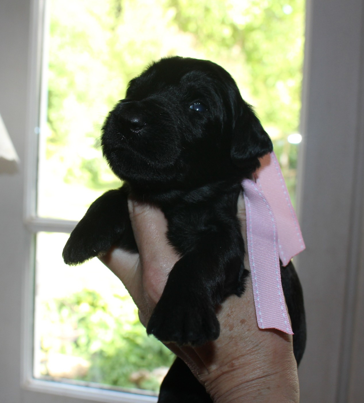 du val de l'auguis - Chiots disponibles - Berger de Brie