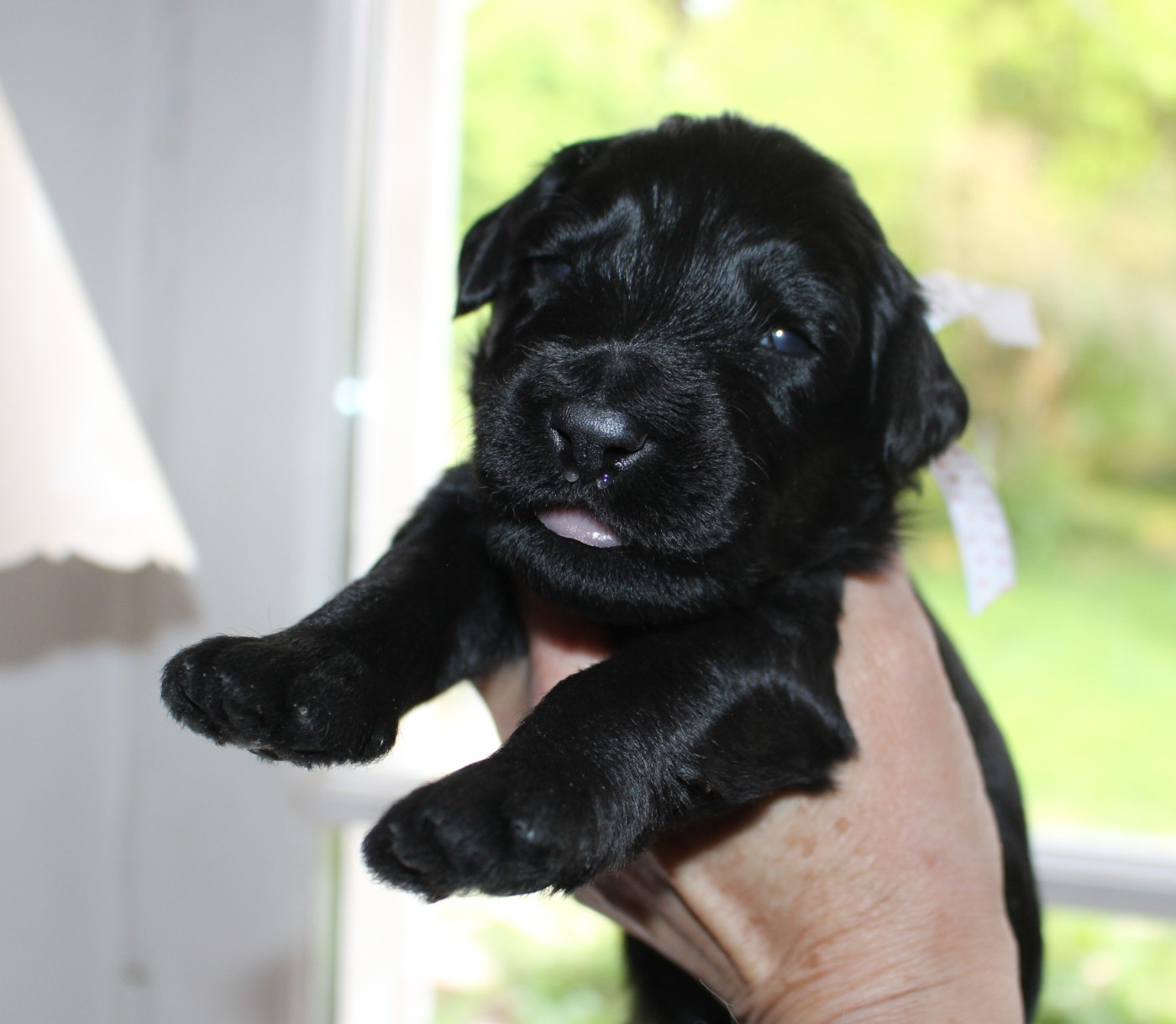 du val de l'auguis - Chiots disponibles - Berger de Brie