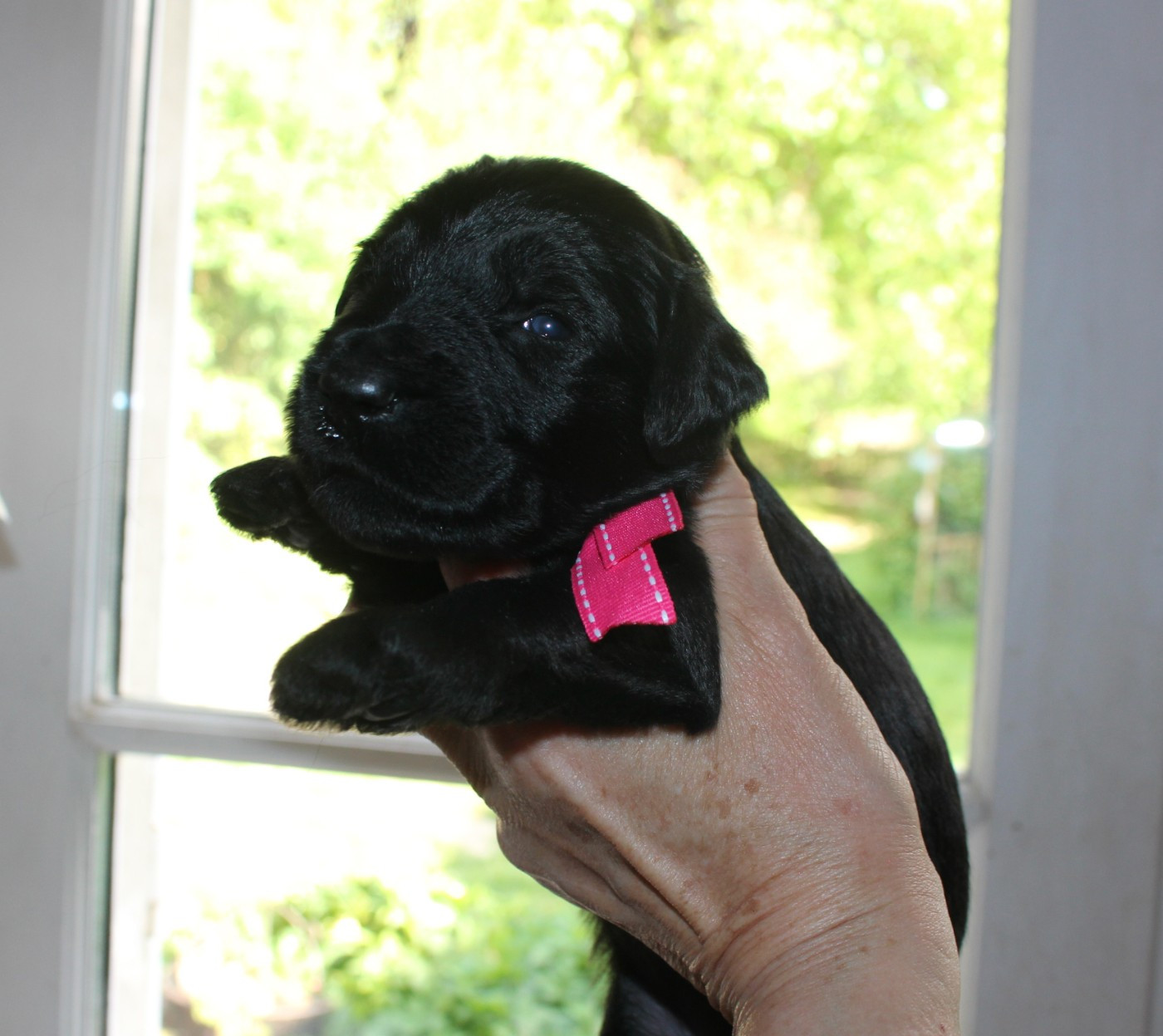 du val de l'auguis - Chiots disponibles - Berger de Brie