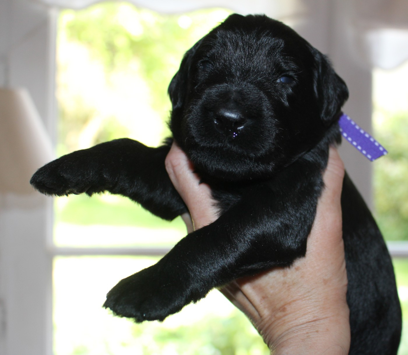 du val de l'auguis - Chiots disponibles - Berger de Brie