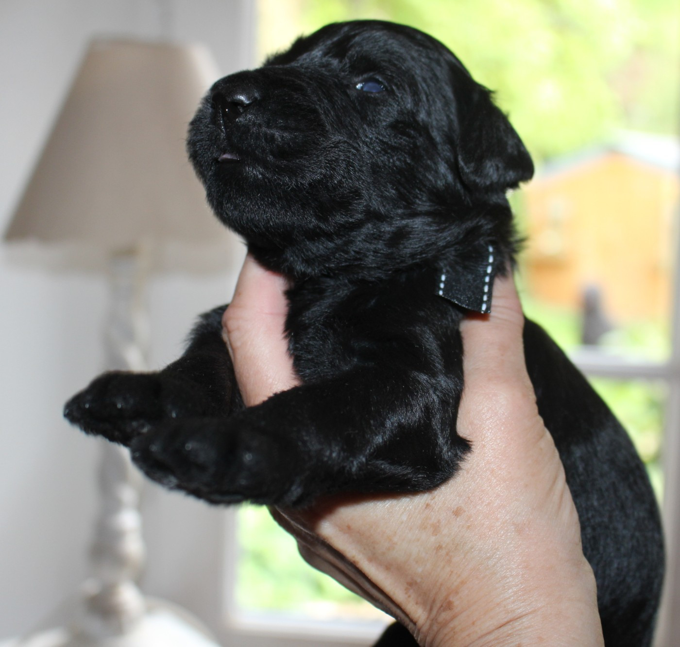 du val de l'auguis - Chiots disponibles - Berger de Brie