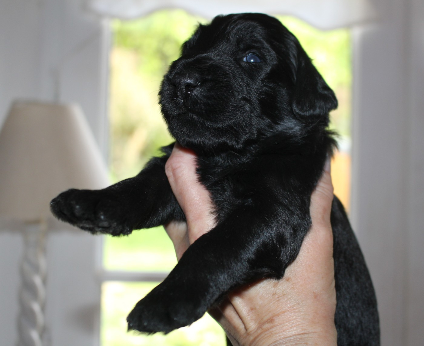 du val de l'auguis - Chiots disponibles - Berger de Brie