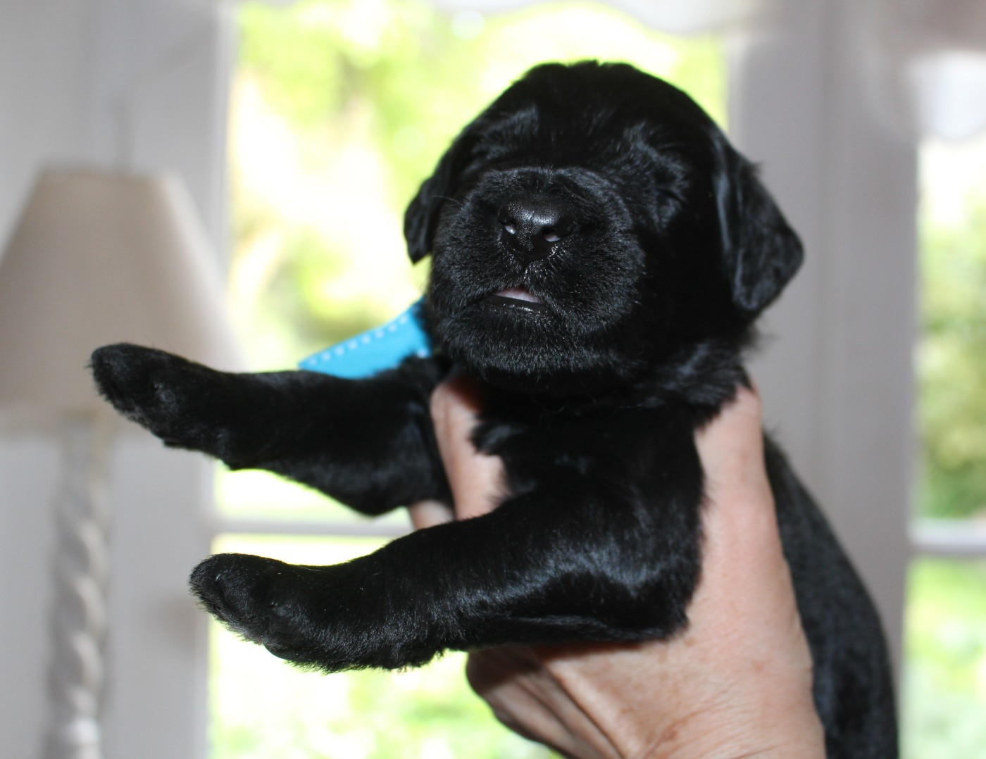 du val de l'auguis - Chiots disponibles - Berger de Brie