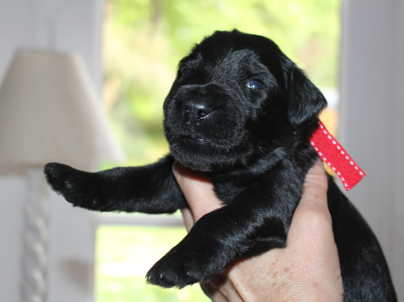 du val de l'auguis - Chiots disponibles - Berger de Brie