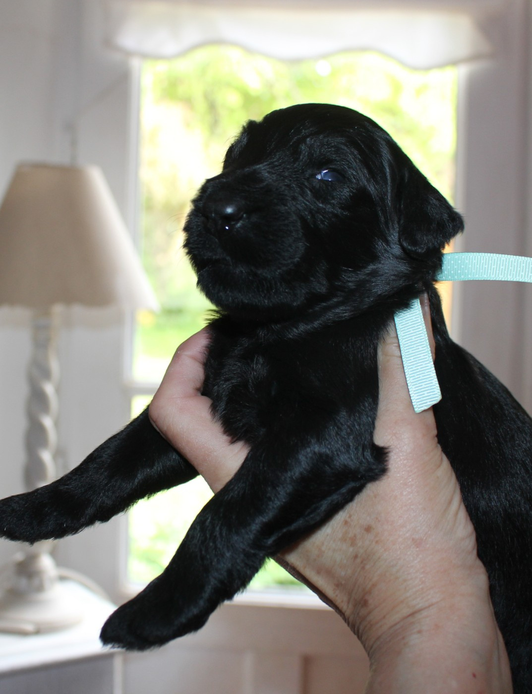 du val de l'auguis - Chiots disponibles - Berger de Brie